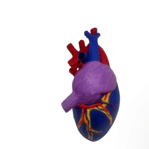Heart
