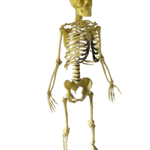 Human