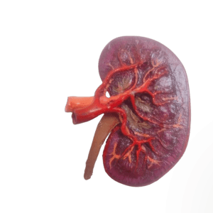 Kidney Cross Section