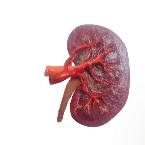 Kidney Cross Section