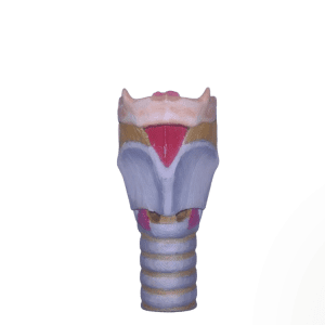 Larynx