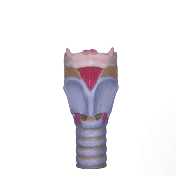 Larynx