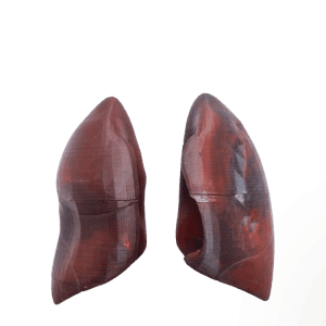 Lungs