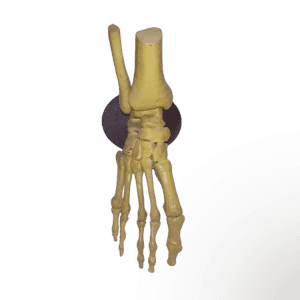 Magnetic Articulted Foot