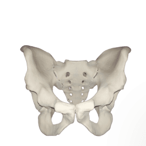 Male Pelvis