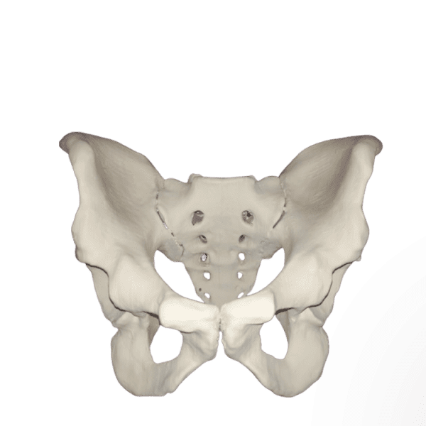 Male Pelvis