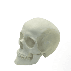 Male Skull