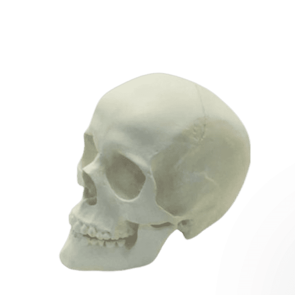 Male Skull