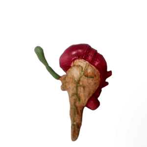 Pancreas and Gall Bladder