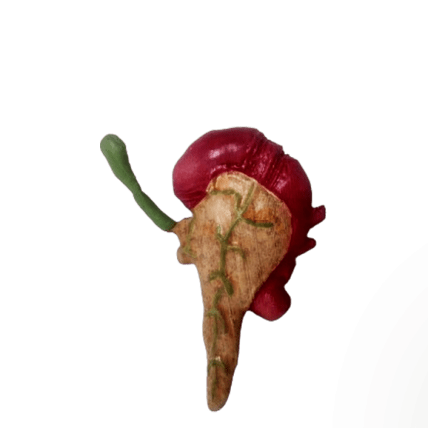 Pancreas and Gall Bladder
