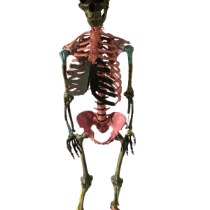 Spy Neanderthal