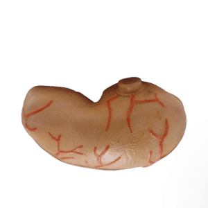 Stomach