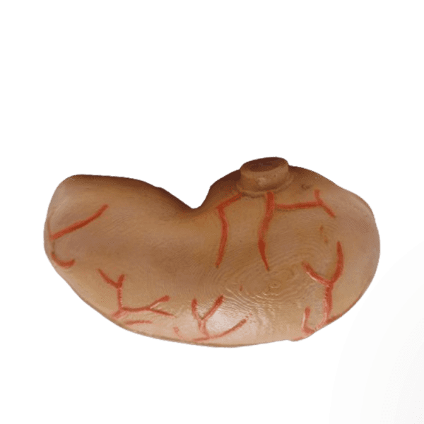 Stomach
