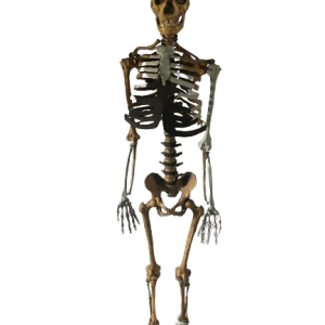 Turkana Boy