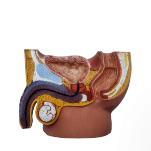 Male Reproduction System